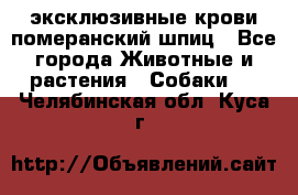 эксклюзивные крови-померанский шпиц - Все города Животные и растения » Собаки   . Челябинская обл.,Куса г.